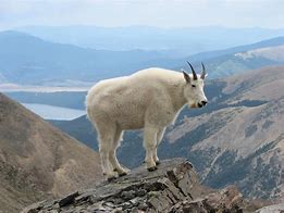 mountain goats 的图像结果