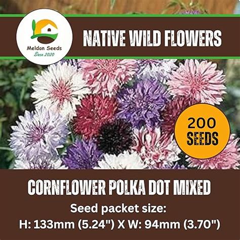 Cornflower Polka Dot Mix 200 Native UK Wildflower Seeds | Seeds Ville