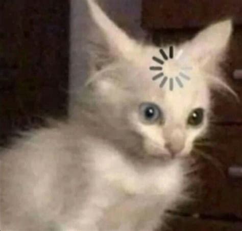 Cat confused | Funny cat wallpaper, Cat memes, Funny animals