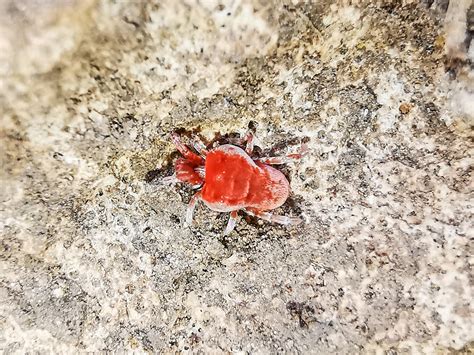 Tiny bright red spider, Israel. Any idea? : r/spiders