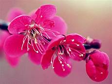 significato fiore di ciliegio fiore di ciliegio significato dei fiori significato fiore di ciliegio fiore di ciliegio significato dei fiori