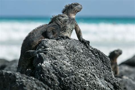 10 Amazing Animals to See in the Galápagos Islands – Fodors Travel Guide