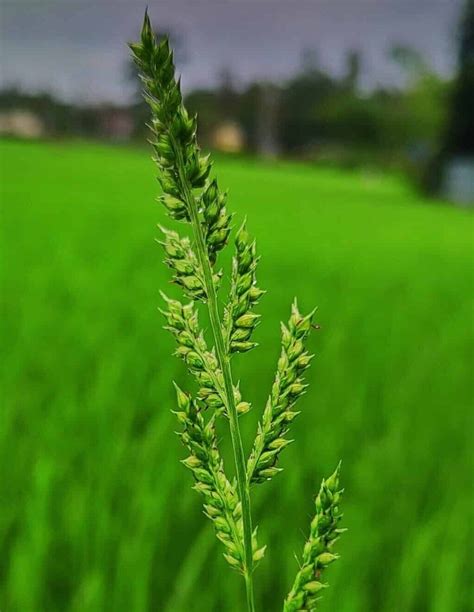 Grass Flower - What To Do With It? [Remove or Care?]