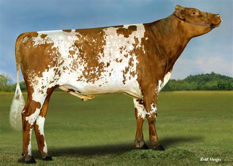 Milking Shorthorn Bull