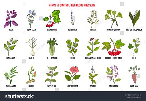 182 Blood Cardamom Images, Stock Photos & Vectors | Shutterstock