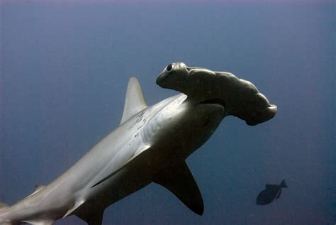 Max's Blog: Dangerous Creatures: Hammerhead Shark