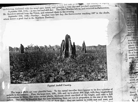 Typical Anthill Country - Northern Territory - Ant hills | History Trust