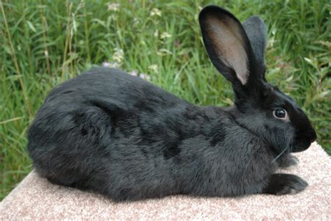 Beginner’s Guide To Flemish Giant Rabbits (Cost, Care & Ownership ...