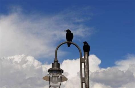 乌鸦在天上飞高清摄影大图-千库网