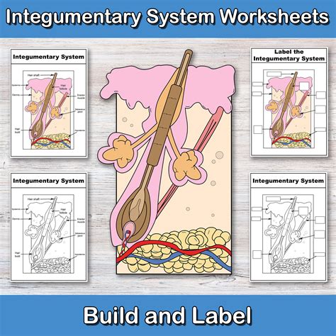 Integumentary System Drawing