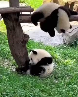Image result for Pandas Library Python Application