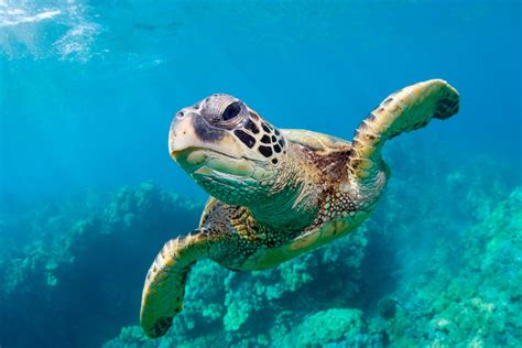 How Long Do Sea Turtles Live?