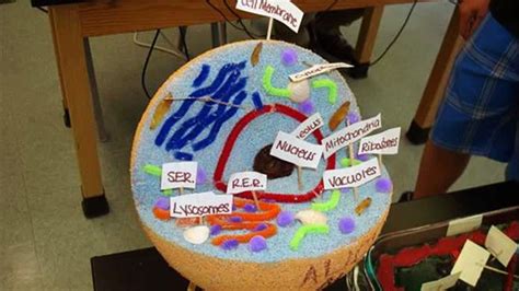 Image result for Styrofoam 3D Cell Model