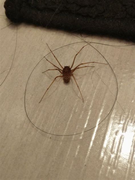 Found In bathroom in Houston Texas: brown recluse? Venomous? Help ...