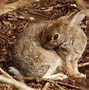 Image result for Wild Rabbit Jumping Photography