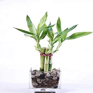 Polygon Green Live Lucky Bamboo Arrangement Cube Glass Vase with ...