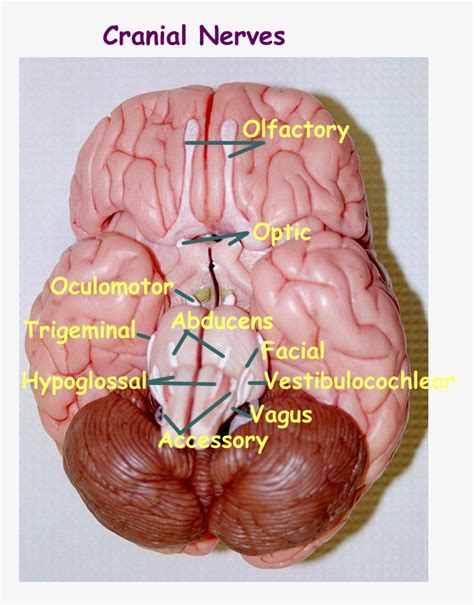 Rezultat imagine pentru Labeled Brain Model