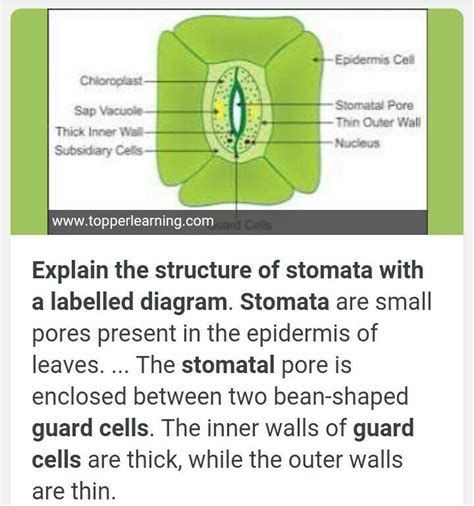 What is stomatal apparatus? Explain the structure of stomata with a ...