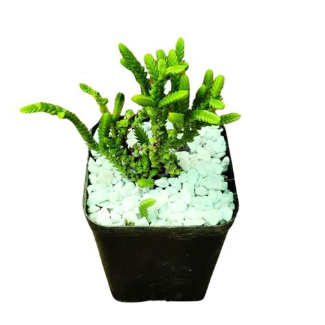 Princess Crassula Pine / Crassula Muscosa