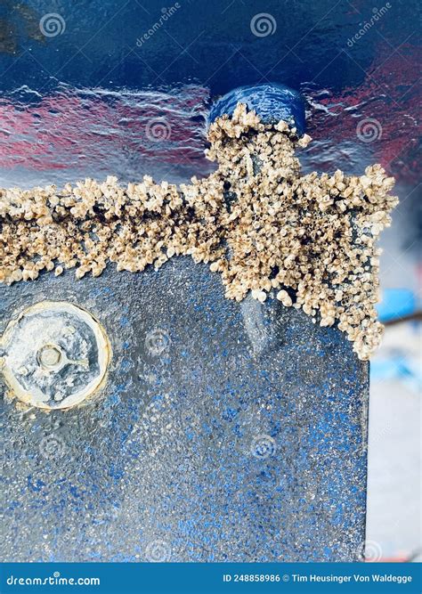 Biofouling on a Steering Gear of a Ship Stock Photo - Image of ...