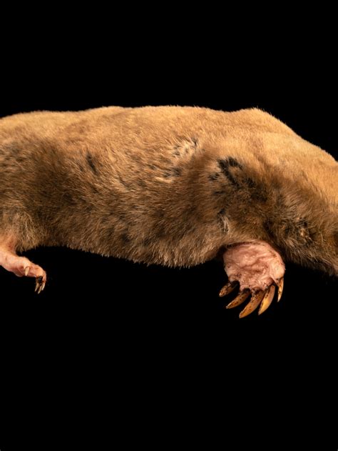 Marsupial Mole