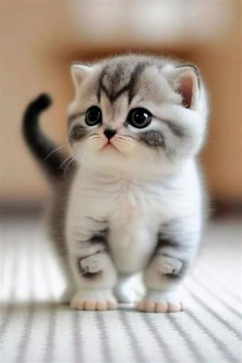 Cute Cat | Cute Kitty