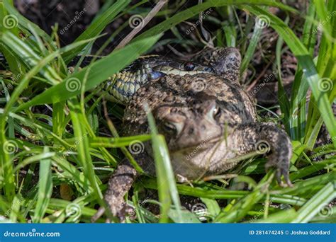 Image result for Snake Eating a Toad