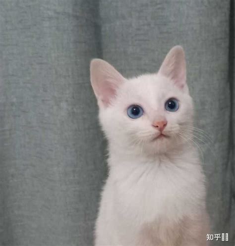 白猫取个特殊的名字,白猫名字不带白字,有创意的猫咪名字_大山谷图库