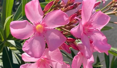 The beautiful but dangerous 'Aralipoo': How poisonous are oleander ...