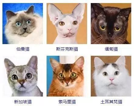 名种猫,名种猫的名称和图片,名贵猫种(第10页)_大山谷图库