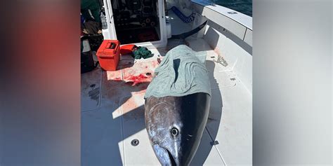 Officials: 9-foot tuna seized from boat illegally fishing; captain ...