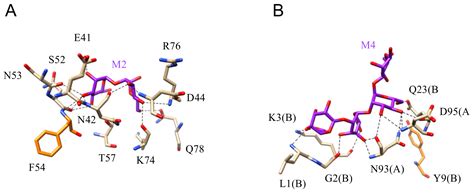 Man-Specific Lectins from Plants, Fungi, Algae and Cyanobacteria, as ...