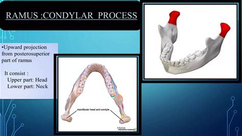 SURGICAL ANATOMY OF MANDIBLE.pptx