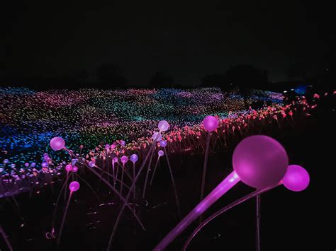 Field of Lights Paso Robles - California