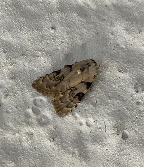Nola internella-analis complex | Moths