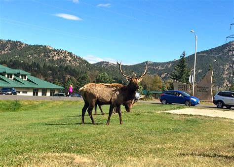 Elk Fest: Bringing Elk Together Since 1998
