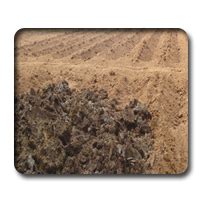 Expert System for Sugarcane