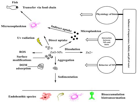 Single and Combined Toxicity Effects of Zinc Oxide Nanoparticles: Uptake and Accumulation in ...