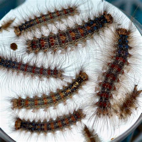 Moth Larvae