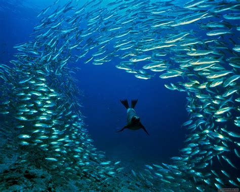 Sea Life Wallpaper 的图像结果