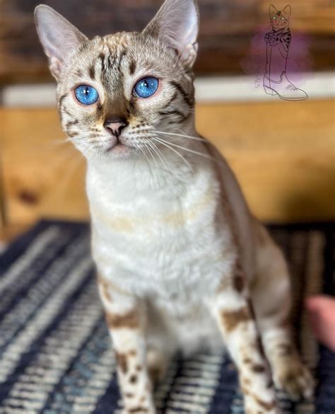 Snow Lynx Bengal Cat with Bright Blue Eyes