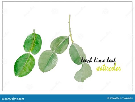 Leech Lime Leaf Watercolor Illustration Vector Background Stock Vector ...