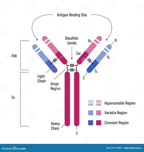 Igg Antibody Structure