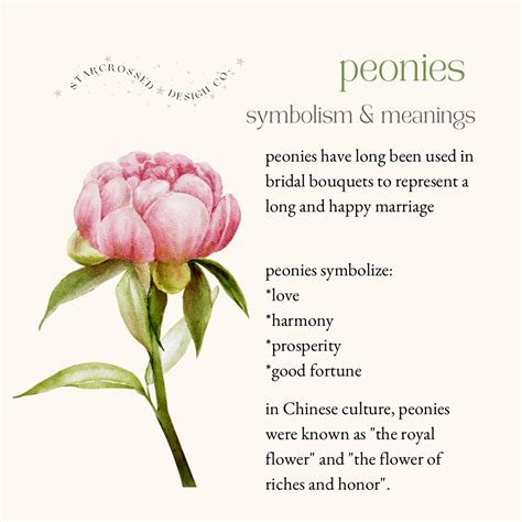 peonies - symbolism & meanings | Flower meanings, Language of flowers ...