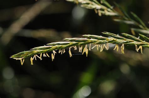 Fescue flowering | FWS.gov