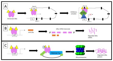 Acquired Glucocorticoid Resistance Due to Homologous Glucocorticoid ...