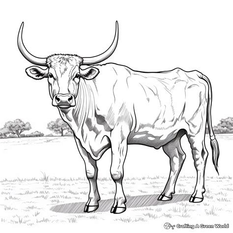 Longhorn Coloring Texas Pages Cow Drawing Color Longhorns Printable ...