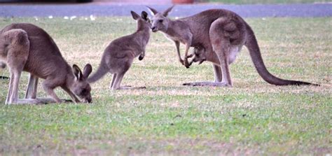 HEATHCOTE QUEEN MEADOW CARAVAN PARK - Campground Reviews & Photos ...
