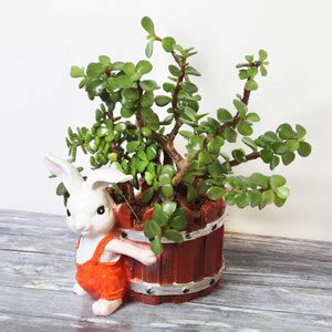 Floweraura Jade Plant Price in India - Buy Floweraura Jade Plant online ...