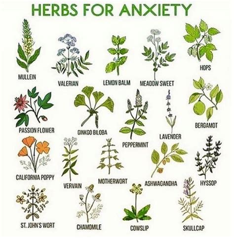 Mother Nature Provides | Witch herbs, Herbalism, Herbs